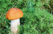Leccinum aurantiacum - Mushrooms
