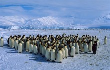 Emperor Penguin Colony - Antarctica