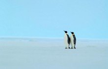 Emperor Penguin Pair on Ice - Antarctica