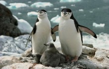 Chinstrap Penguin Parents and Chicks - Antarctica