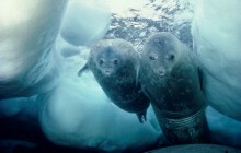 Weddell Seal and Pup - Antarctica