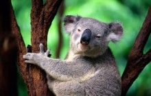 Koala HD - Australia