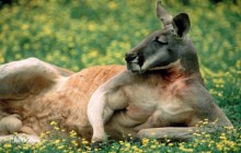 Red Kangaroo - Australia - Australia