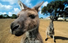 Curious Kangaroos - Australia