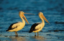 Australian Pelicans - Sydney - Australia