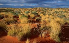 Spinifex Grass - Little Sandy Desert - Australia