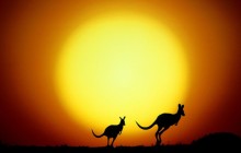 The Kangaroo Hop - Australia