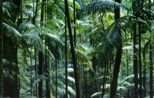 Tamborine National Park - Queensland - Australia