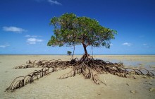 Mangrove Tree - Daintree National Park - Australia