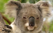 Koala Portrait - Lone Pine Koala Sanctuary - Australia