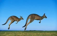 Eastern Grey Kangaroos - Australia