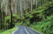 Road Through the Rainforest - Australia