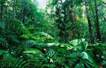 Tropical Rainforest - Lacey Creek - Queensland - Australia
