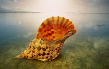 Giant Triton Shell - Australia