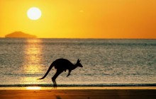Taking Joey Home - Australia