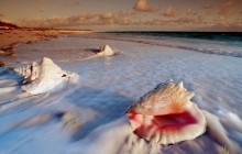 Conch Shells - Cat Island - Bahamas