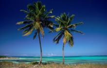 Coconut Palms - Bahamas