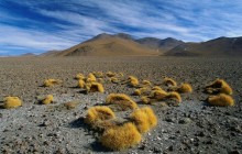 Arid Landscape of the Altiplano - Bolivia