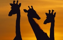 Giraffe Trio at Dawn - Botswana