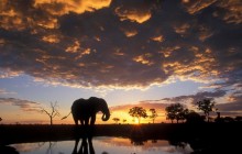 Elephant Silhouetted at Sunset - Botswana