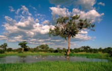 Comb Ducks on Lake - Savute Chobe National Park - Botswana