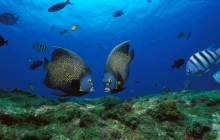 French Angelfish Pair - Rocas Atoll - Brazil