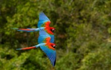 Macaws in Flight - Brazil