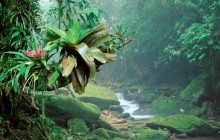 Bromeliads, Bocaina National Park - Brazil