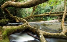 Fig Tree and Rio Grande Waterfall - Brazil