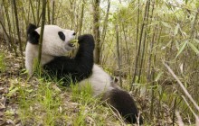 Xiang Xiang - Wolong Nature Reserve - China