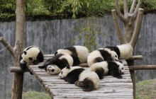 Giant Panda Cubs Sleeping - Wolong Nature Reserve - China