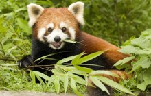 Red Panda Eating Bamboo - Wolong Nature Reserve - China