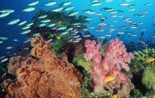 Coral Landscape With Soft Corals and Fish - Fiji