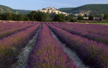 Lavender at Banon - Provence - France - France