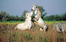 Wild Horses of Camargue - Southern France - France