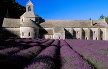 Lavender Field - Abbey of Senanque - Provence - France
