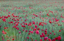 Red Poppies - Yonne - France - France