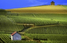 Panoramic View of Vineyards - Champagne - France