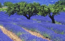 Lavender Field - Luberon - France - France
