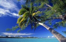 Bended Palm Tree on Marlon Brando's Private Atoll - French Polynesia
