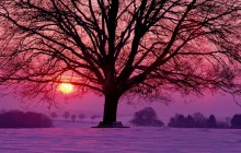 Winter Sunset and the Majestic Oak - Germany