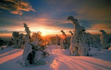 Snow-Covered Trees - Hochharz National Park - Germany