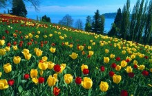 Field of Tulips - Island of Mainau - Germany - Germany