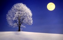 Snow-covered tree and moon - Bavaria - Germany