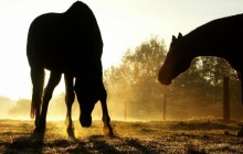 Backlit Horses - Duesseldorf - Germany