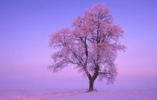 Frosted Linden Tree - Bavaria - Germany
