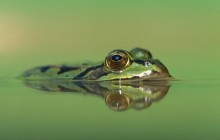 Edible Frog - Germany - Germany