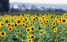 Sunflower Field - Franconia - Bavaria - Germany