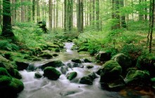 Bayerischer Wald National Park - Germany