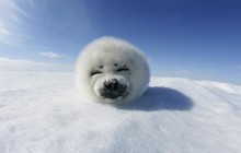 Harp Seal Pup - Greenland - Greenland